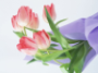 прекрасные тюльпаны на 8 марта