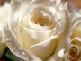 белая роза крупным планом